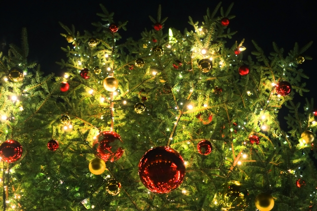 モミの木_クリスマスツリー