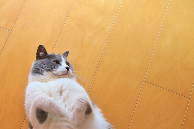 ペット 床
