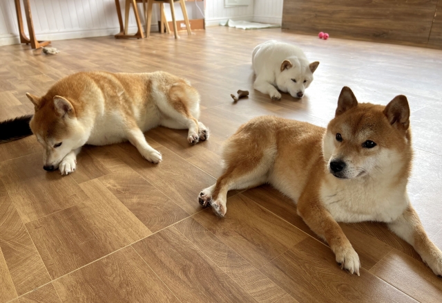 ペット 床